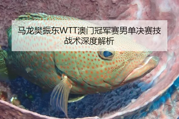 马龙樊振东WTT澳门冠军赛男单决赛技战术深度解析
