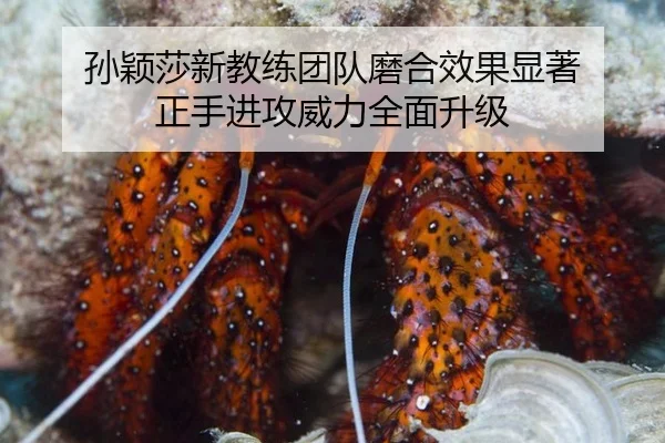 孙颖莎新教练团队磨合效果显著 正手进攻威力全面升级
